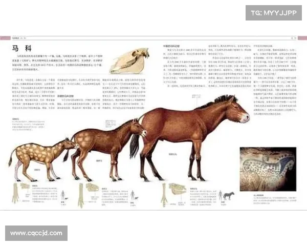 马的脚趾结构与其他动物的比较解析及其生物学意义