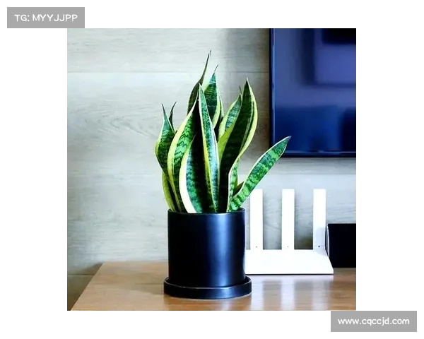 卷帘绿魔养护秘诀揭秘五大技巧让你的绿植健康生长 卷帘绿魔养护秘诀揭秘五大技巧让你的绿植健康生长